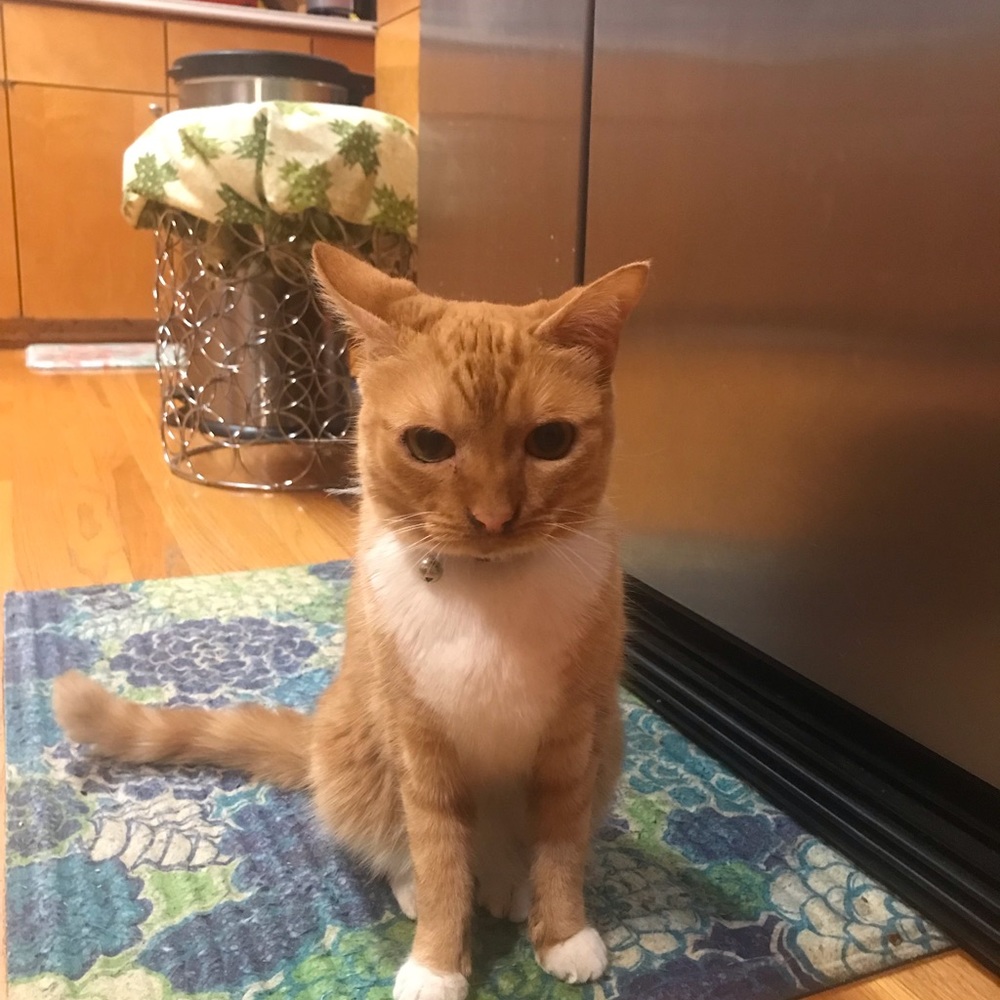 Meet your Posher, Tracy